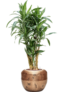 Dracaena fragrans 'Ulises' in Baq Opus Raw, 27448