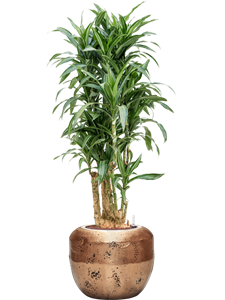 Dracaena fragrans 'Ulises' in Baq Opus Raw, 27449