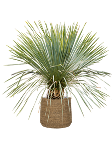 Yucca rostrata in Bohemian