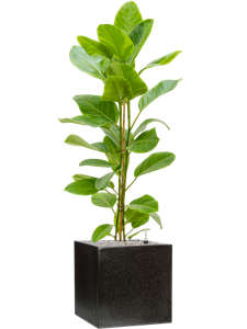 Ficus altissima 'Yellow Gem' in Capi Lux Terrazzo, 27478