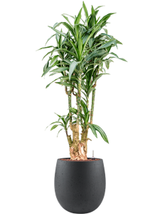 Dracaena fragrans 'Ulises' in Grigio, 27494