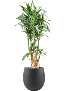 Dracaena fragrans 'Ulises' in Grigio, 27495