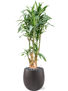 Dracaena fragrans 'Ulises' in Grigio, 27496