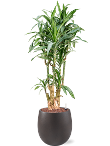 Dracaena fragrans 'Ulises' in Grigio, 27497