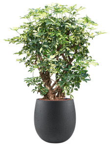 Schefflera trinette in Grigio, 27502