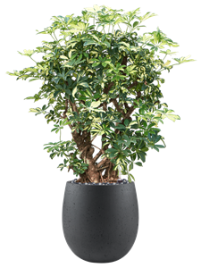 Schefflera trinette in Grigio, 27503