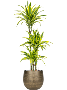 Dracaena fragrans 'Lemon Lime' in Ryan, 27535