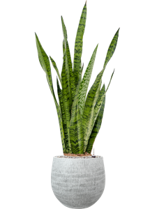 Sansevieria zeylanica in Ryan