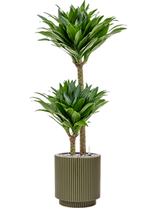 Dracaena fragrans 'Compacta' in Capi Nature Groove Special, 27552