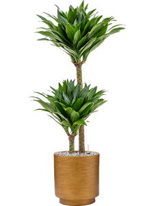 Dracaena fragrans 'Compacta' in Capi Lux Retro