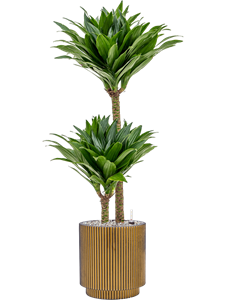 Dracaena fragrans 'Compacta' in Capi Nature Groove, 27554