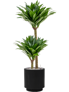 Dracaena fragrans 'Compacta' in Capi Nature Groove, 27555