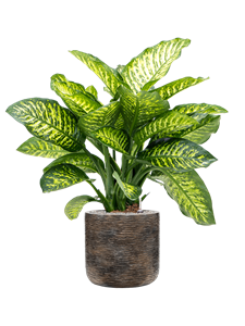 Dieffenbachia seguine 'Maroba' in Baq Luxe Lite Wrinkle