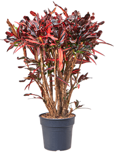 Croton (Codiaeum) variegatum 'Mammi' Branched