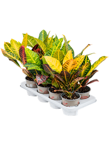 Croton (Codiaeum) variegatum 'Petra' 8/tray