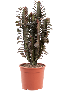 Euphorbia trigona 'Rubra' Branched