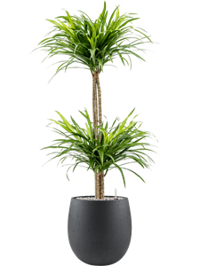 Pleomele (Dracaena) 'Anita' in Grigio, 28034