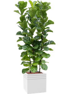 Ficus lyrata 'Bambino' in Baq Line-Up