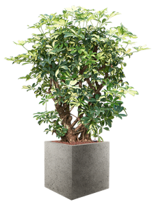 Schefflera trinette in Grigio, 28249