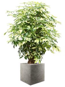 Schefflera arboricola 'Trinette' in Grigio