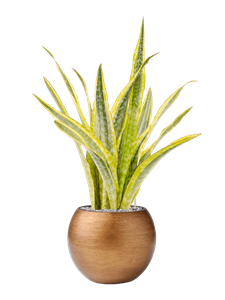 Sansevieria trifasciata 'Lauren' in Capi Lux Retro