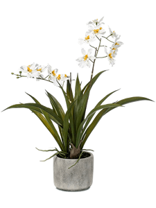 Oncidium White