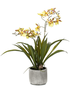 Oncidium Yellow/Brown