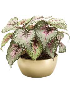 Begonia Grey/Pink in Pearlgold Bowl