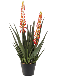 Aloe with Flowers Bush Orange