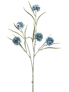 Allium Sky blue