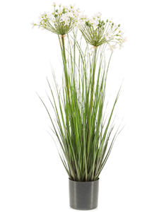 Agapanthus White