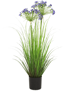 Agapanthus Blue