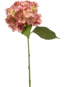 Hydrangea Pink