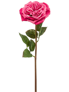 Rose Austin Fuchsia