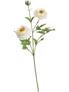 Ranunculus Cream