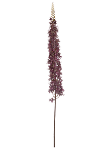 Eremurus Purple