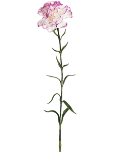 Carnation Lavender