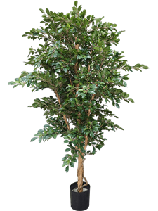 Ficus Folia A-tree Bush