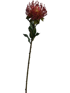 Protea Red