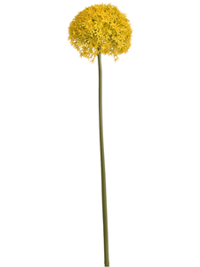 Allium Giganteum Yellow