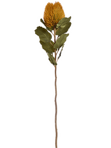 Banksia Mustard