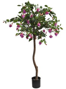 Fuchsia Tree Lavender