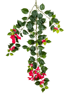 Bouganvillea Branch Fuchsia