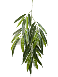 Ficus longifolia Branch Typ 2