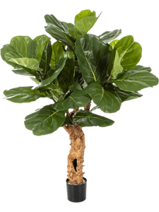 Ficus lyrata Forest trunk w/pot