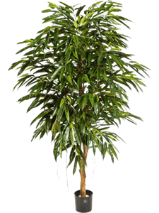 Ficus longifolia Branched