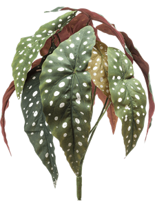 Begonia maculata Bush (12 lvs.)