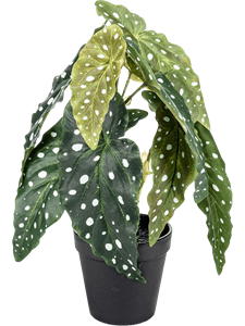 Begonia maculataBush Green In Black Pot