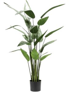 Heliconia Tuft (22 lvs.)