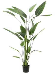 Heliconia Tuft (26 lvs.)